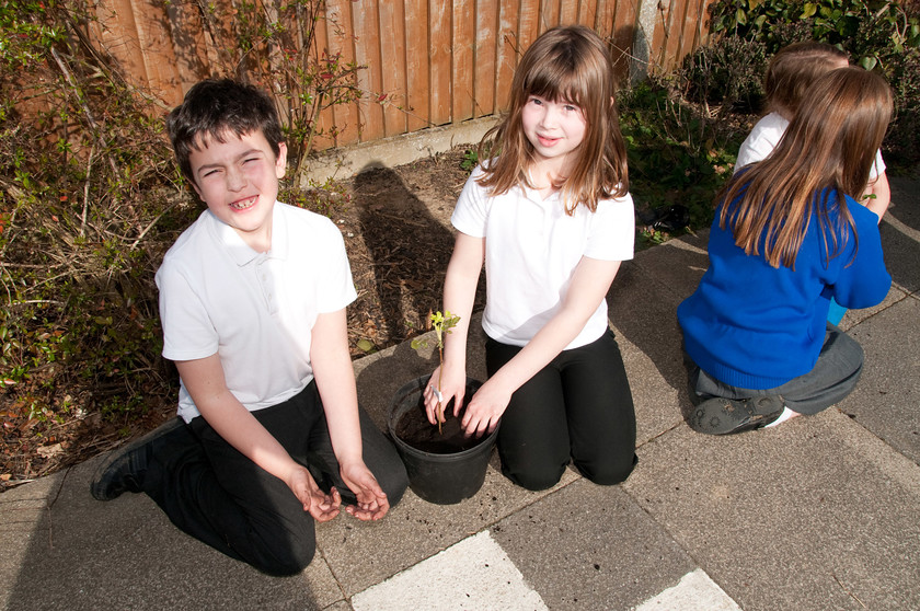 DGPX240311-024 
 Keywords: Downhall Primary School, Events, Marketing, Public Relations, RTC, Rayleigh in Bloom, ian H Ward, photography