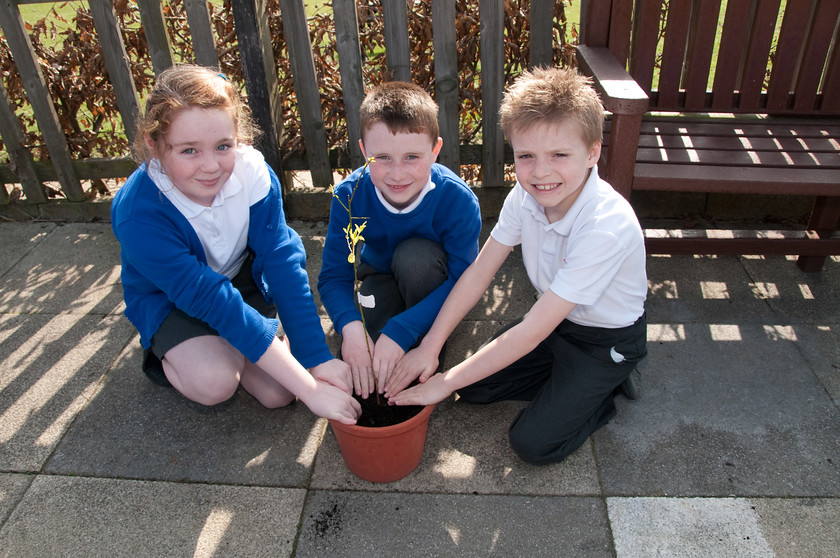 DGPX240311-017 
 Keywords: Downhall Primary School, Events, Marketing, Public Relations, RTC, Rayleigh in Bloom, ian H Ward, photography