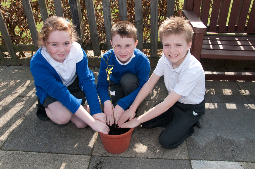 DGPX240311-016 
 Keywords: Downhall Primary School, Events, Marketing, Public Relations, RTC, Rayleigh in Bloom, ian H Ward, photography